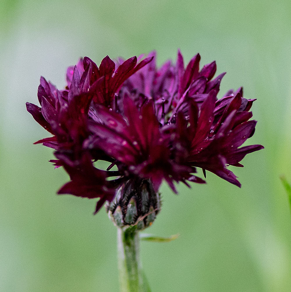 Cornflower 'Black Gem' - Image 3