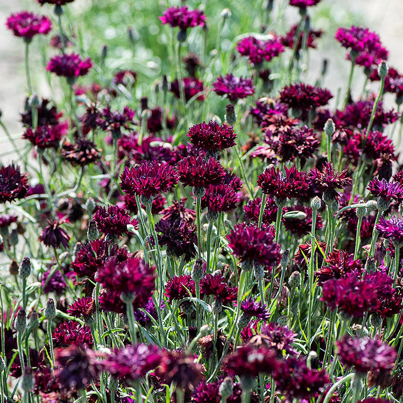 Cornflower 'Black Gem' - Image 4