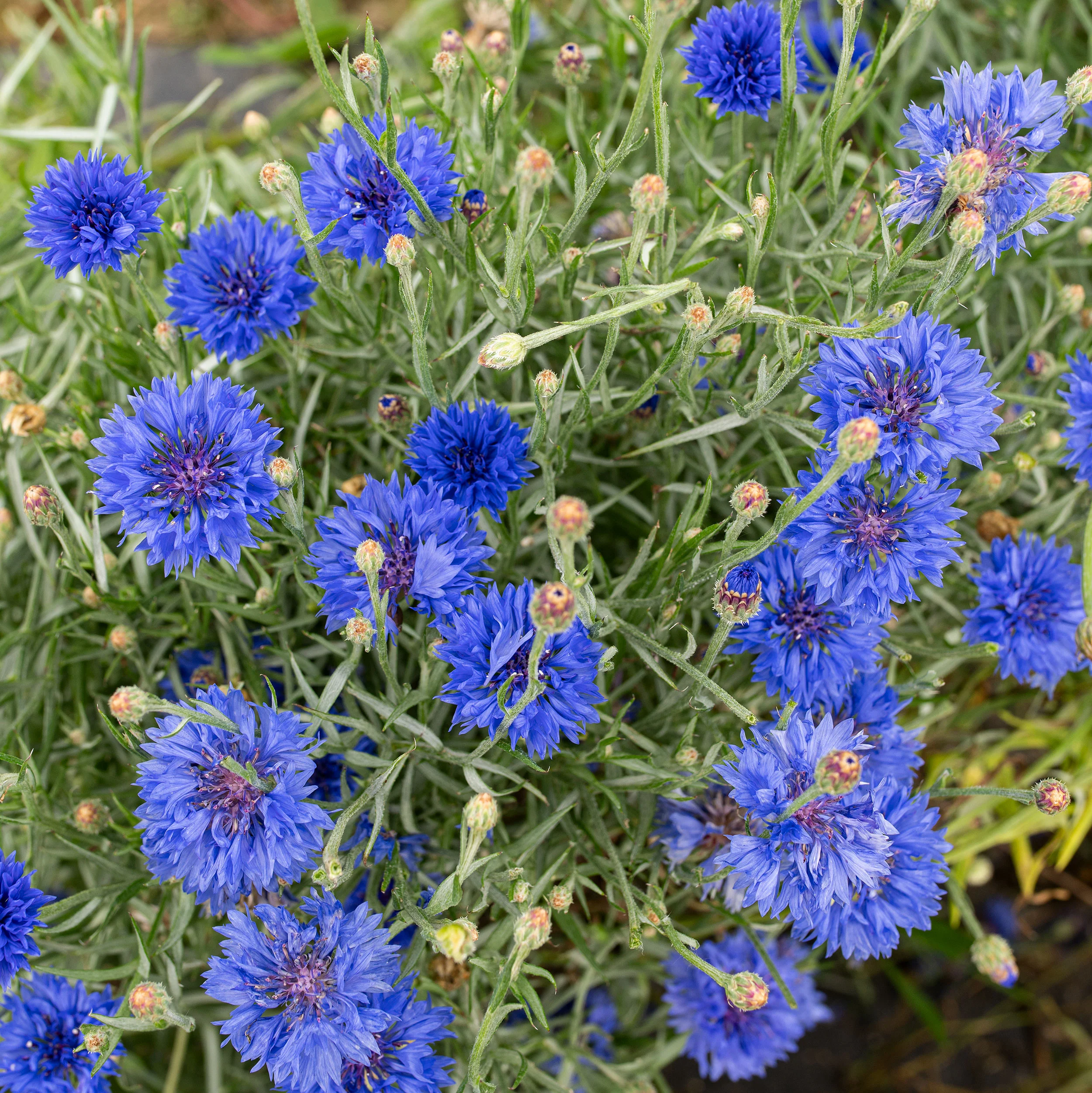 Cornflower 'Blue Diadem' - Image 2
