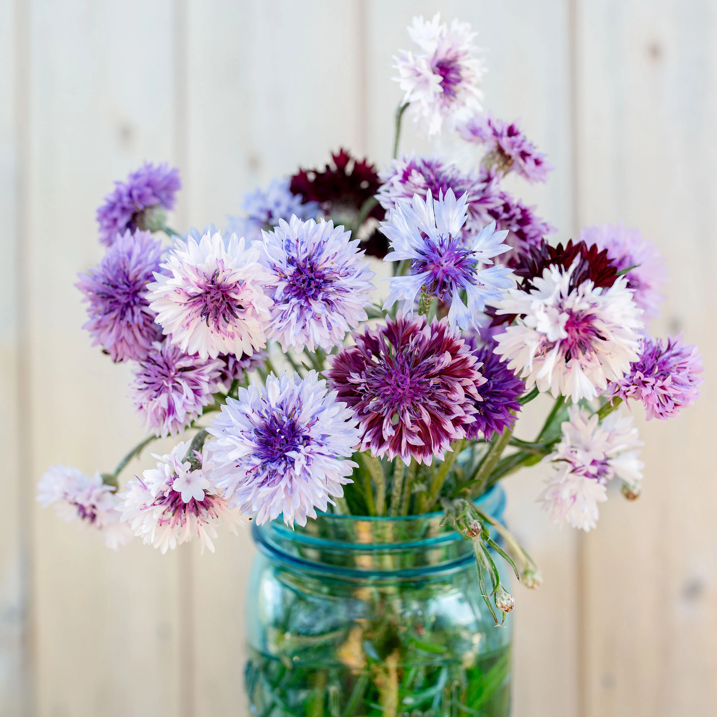 Cornflower 'Classic Magic' - Image 2