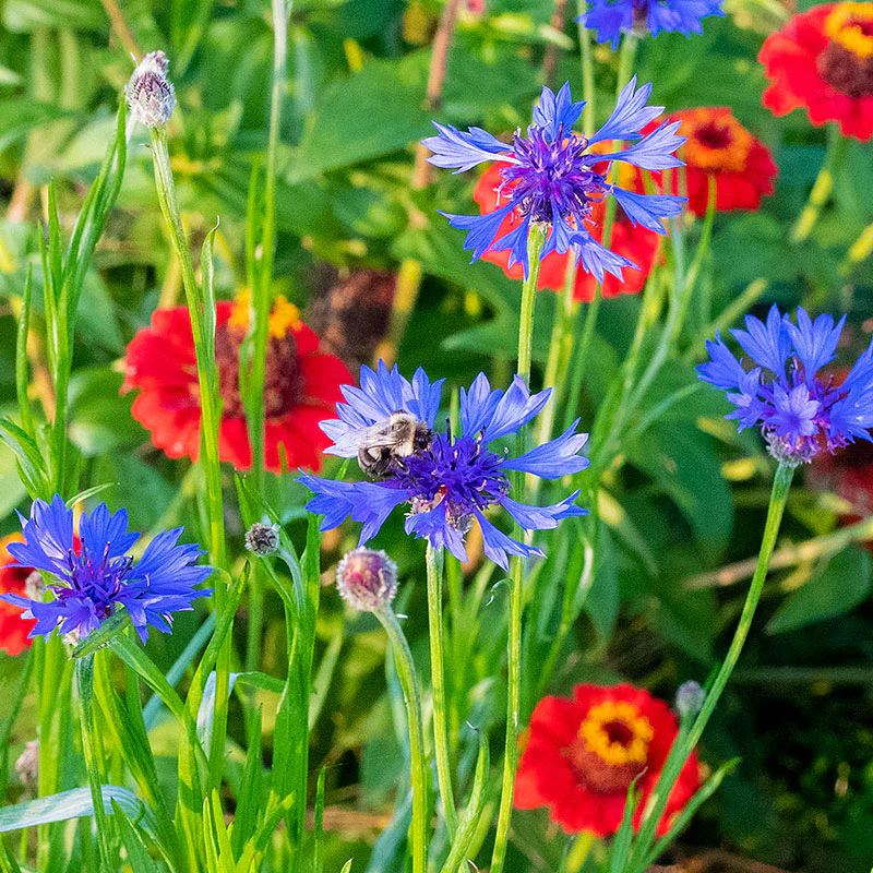 Cornflower 'Emperor William' - Image 2