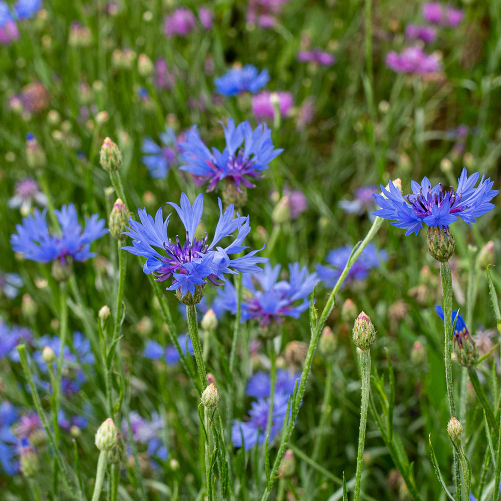 Cornflower 'Emperor William' - Image 3