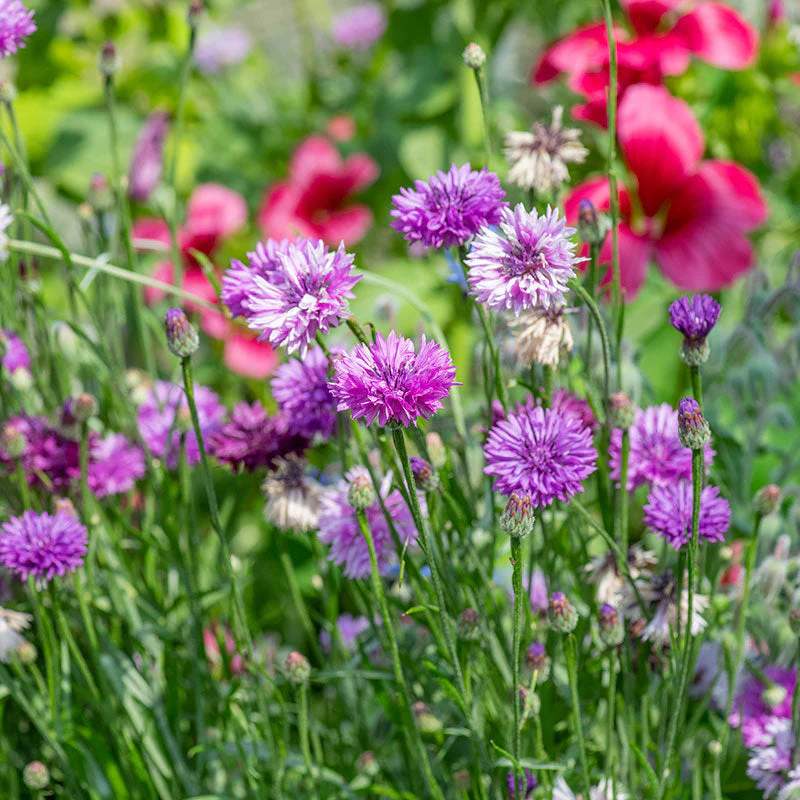 Cornflower 'Lady Mauve' - Image 3