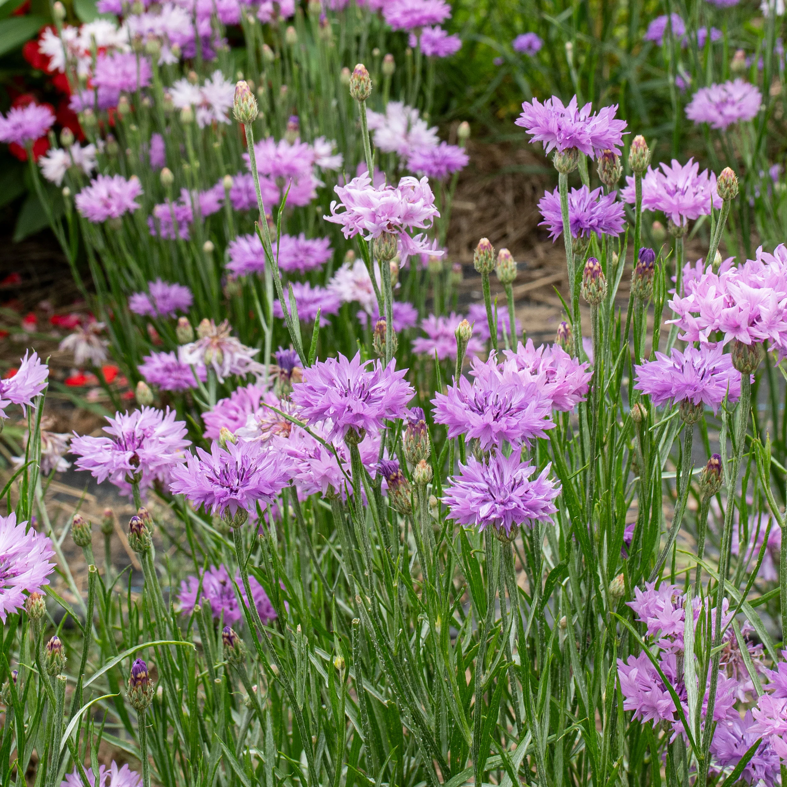 Cornflower 'Lady Mauve' - Image 4