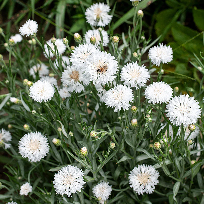 Cornflower 'Snowman' - Image 3