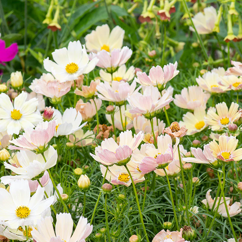 Cosmos 'Apricot Lemonade' - S2 - Image 2