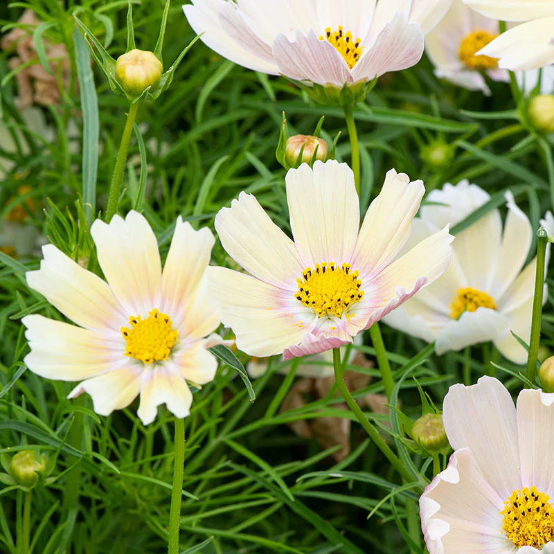 Cosmos 'Apricot Lemonade' - Image 2