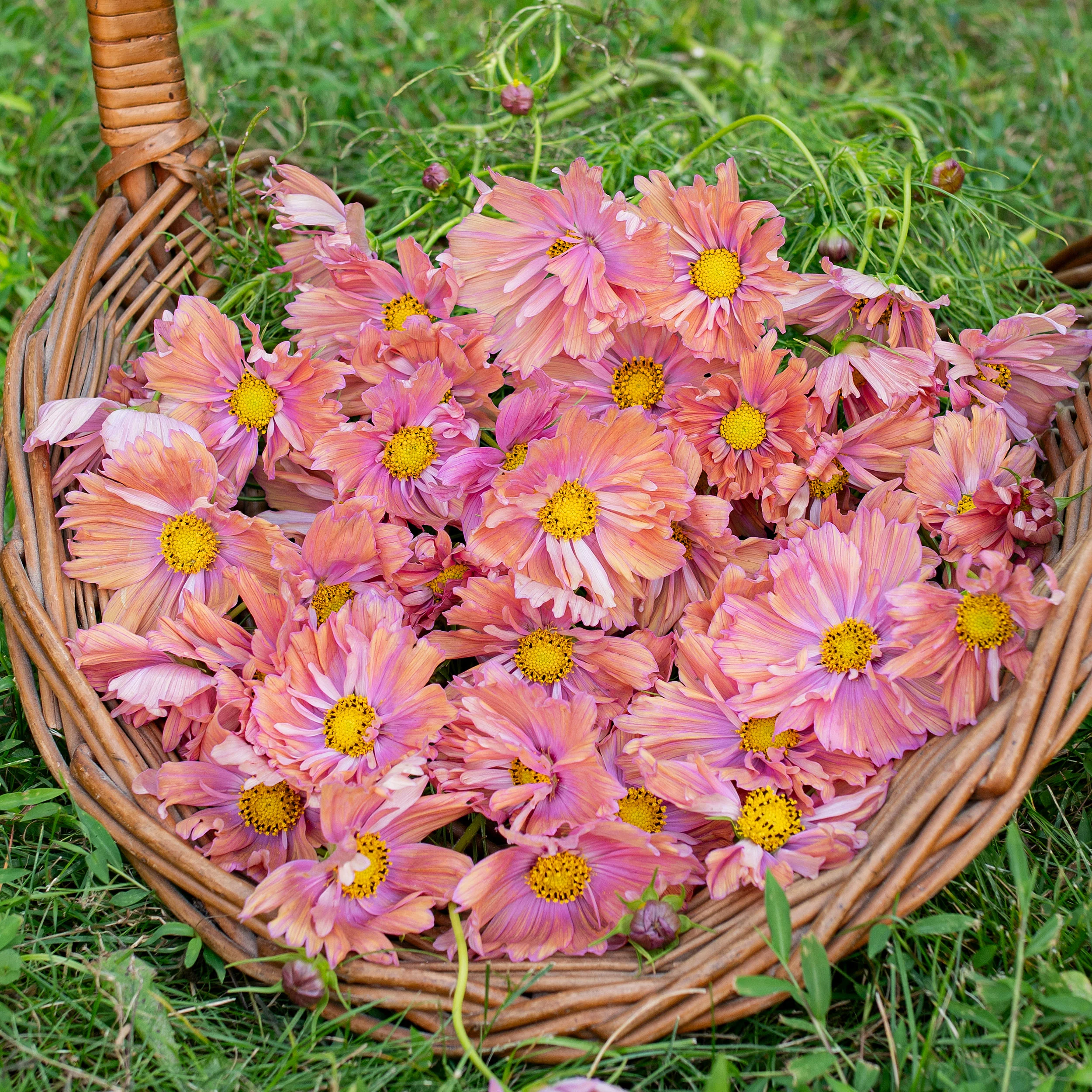 Cosmos 'Apricotta' - S2 - Image 2