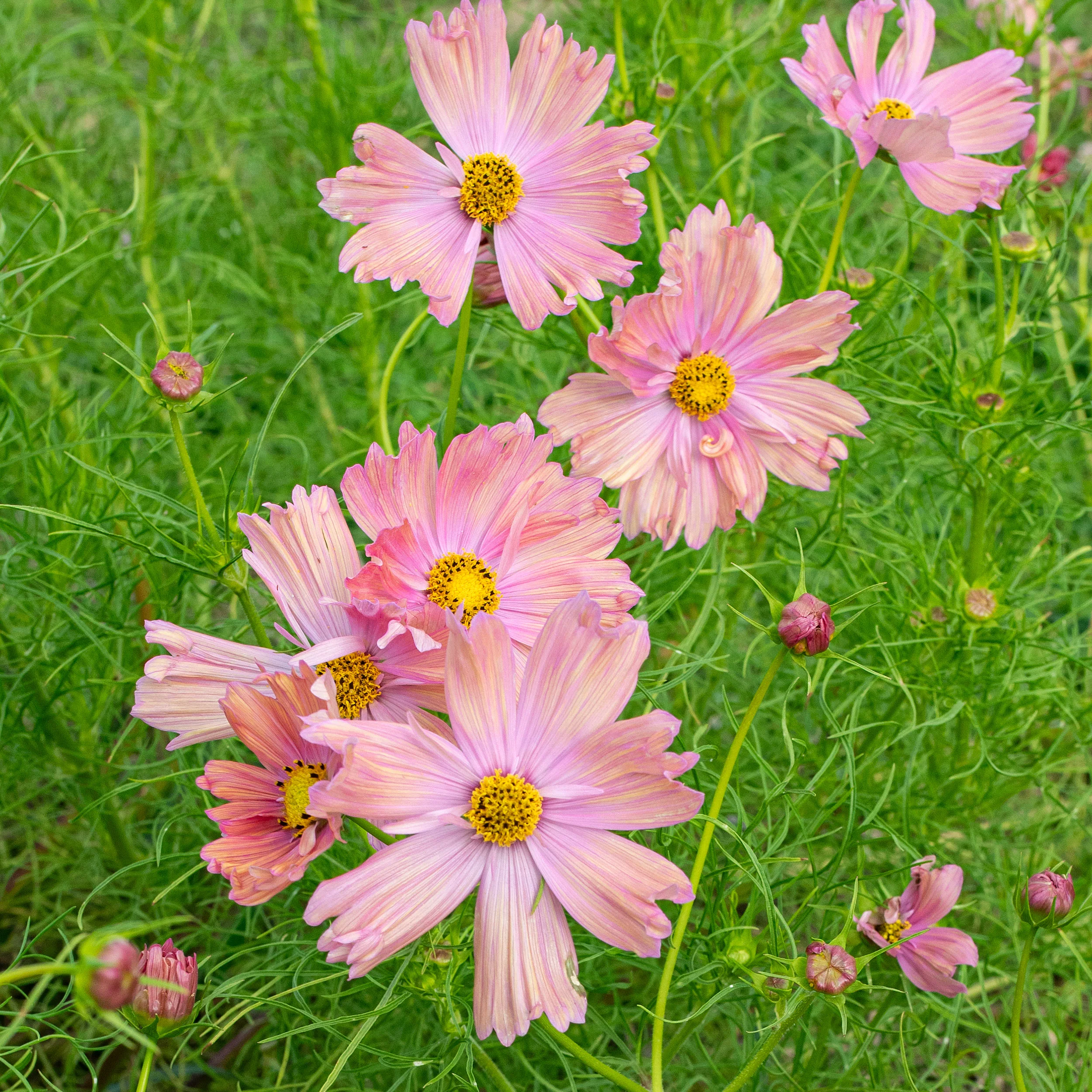 Cosmos 'Apricotta' - S2 - Image 3
