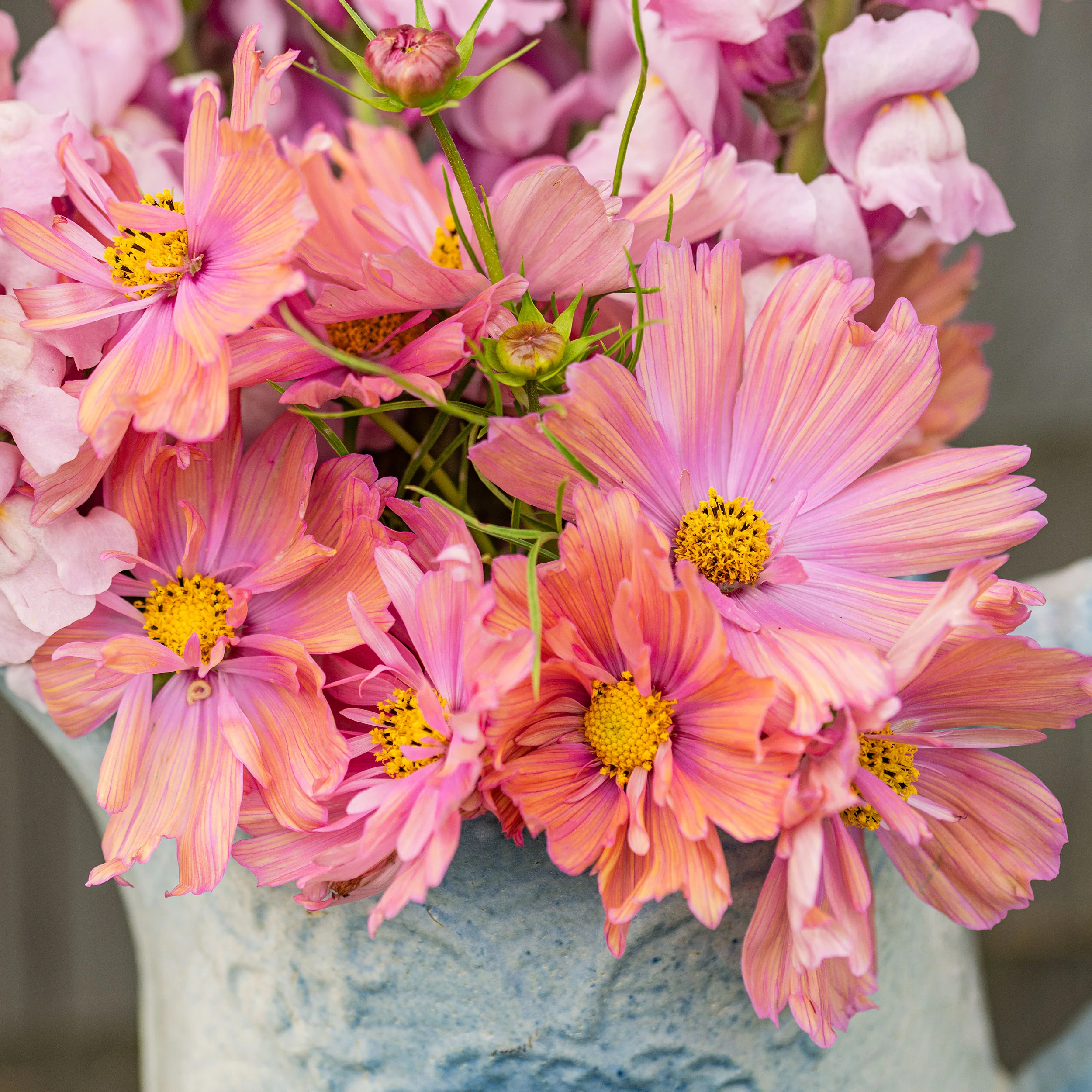Cosmos 'Apricotta' - S2 - Image 4