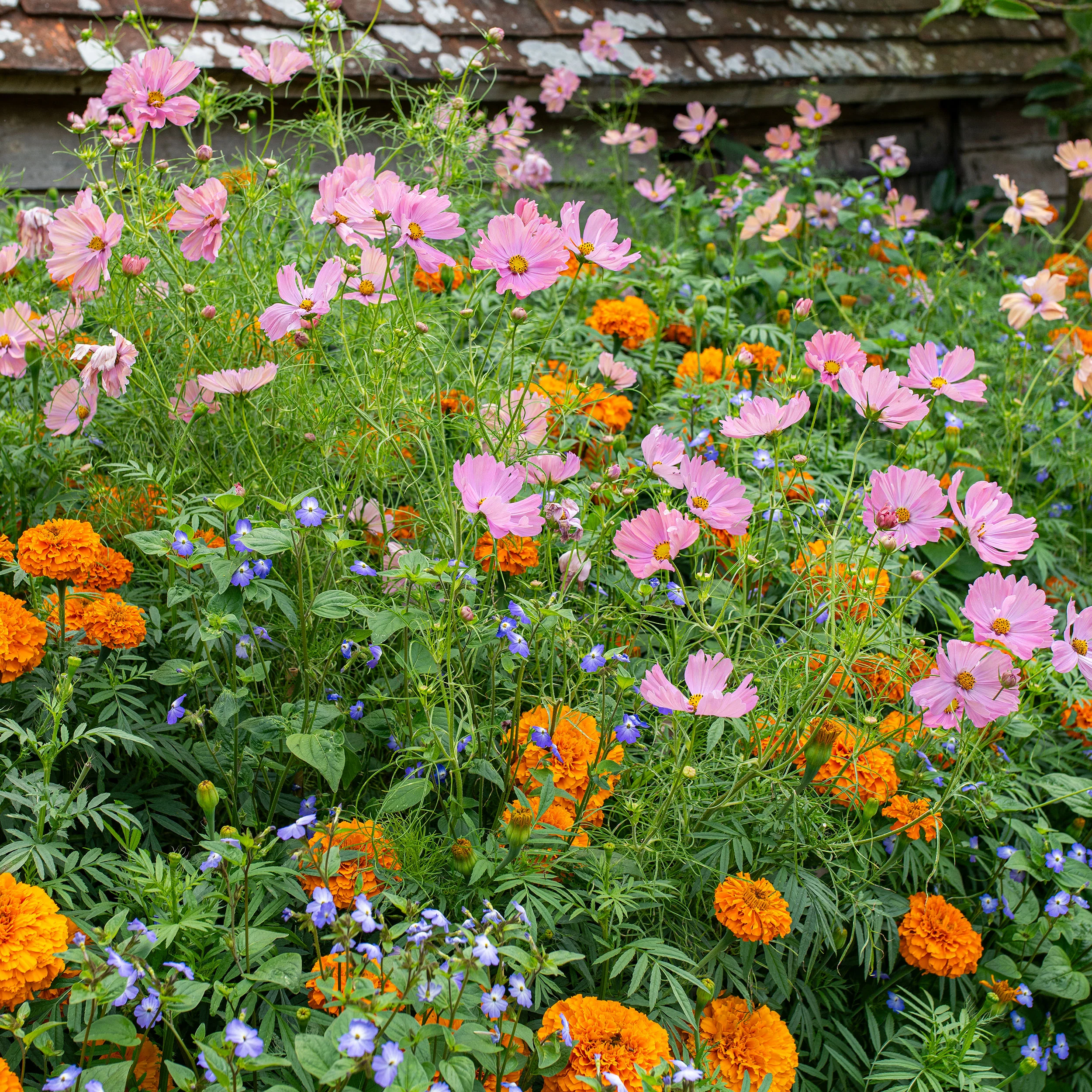 Cosmos 'Apricotta' - Image 3