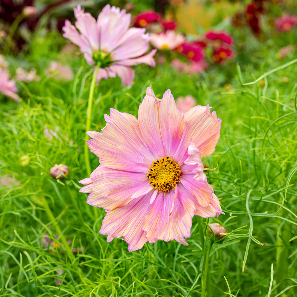 Cosmos 'Apricotta' - Image 5