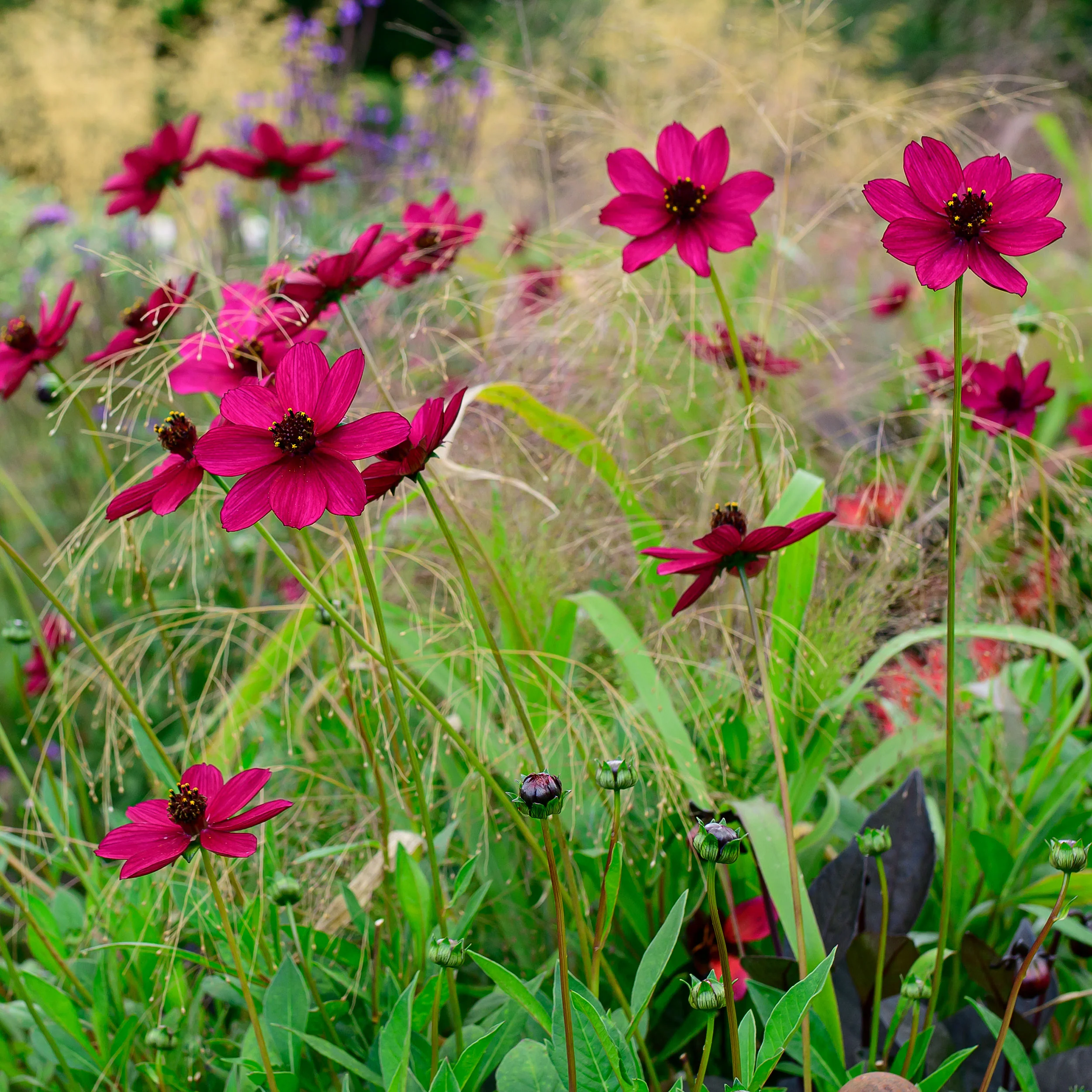 Cosmos 'Cherry Chocolate' - S1 - Image 3