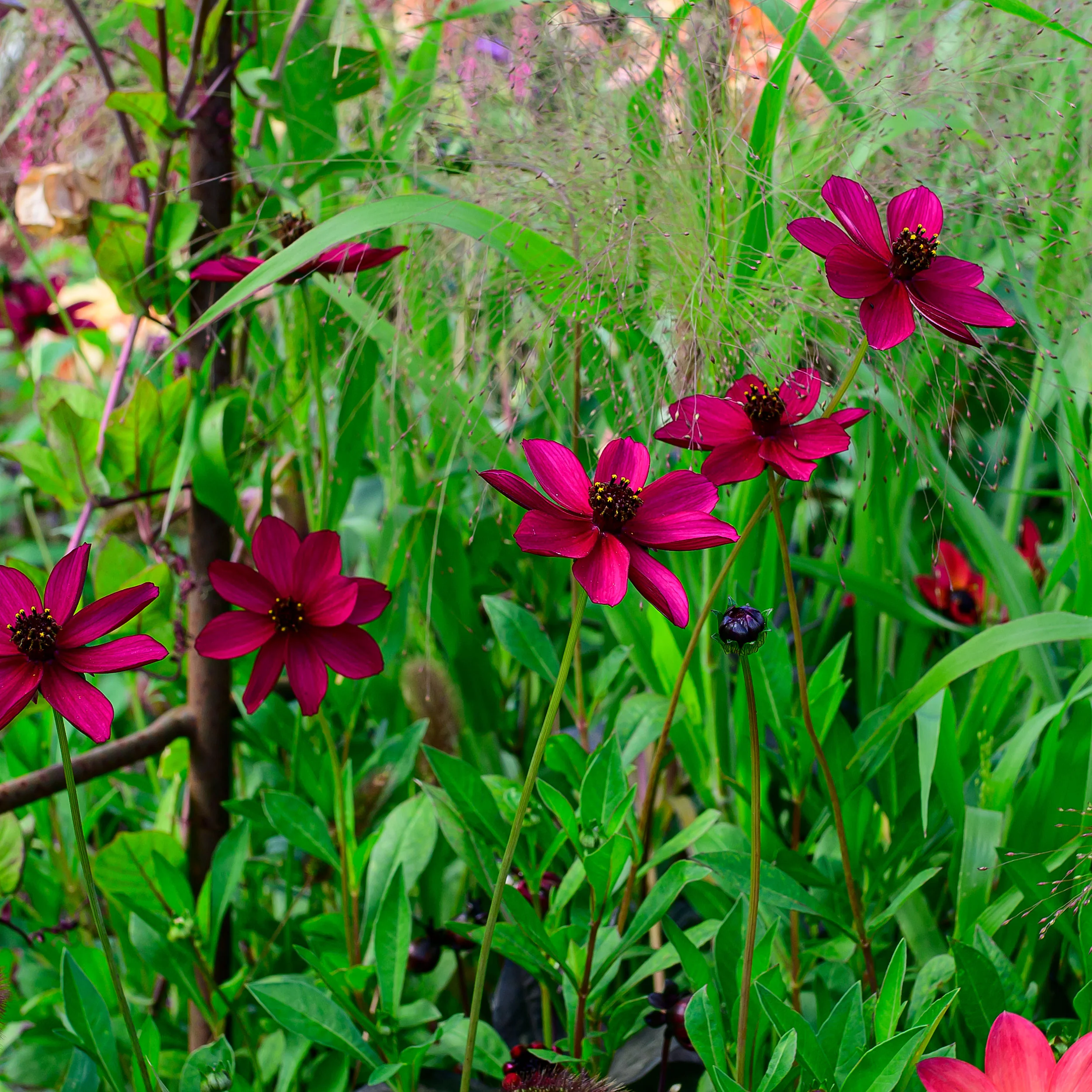 Cosmos 'Cherry Chocolate' - S1 - Image 4