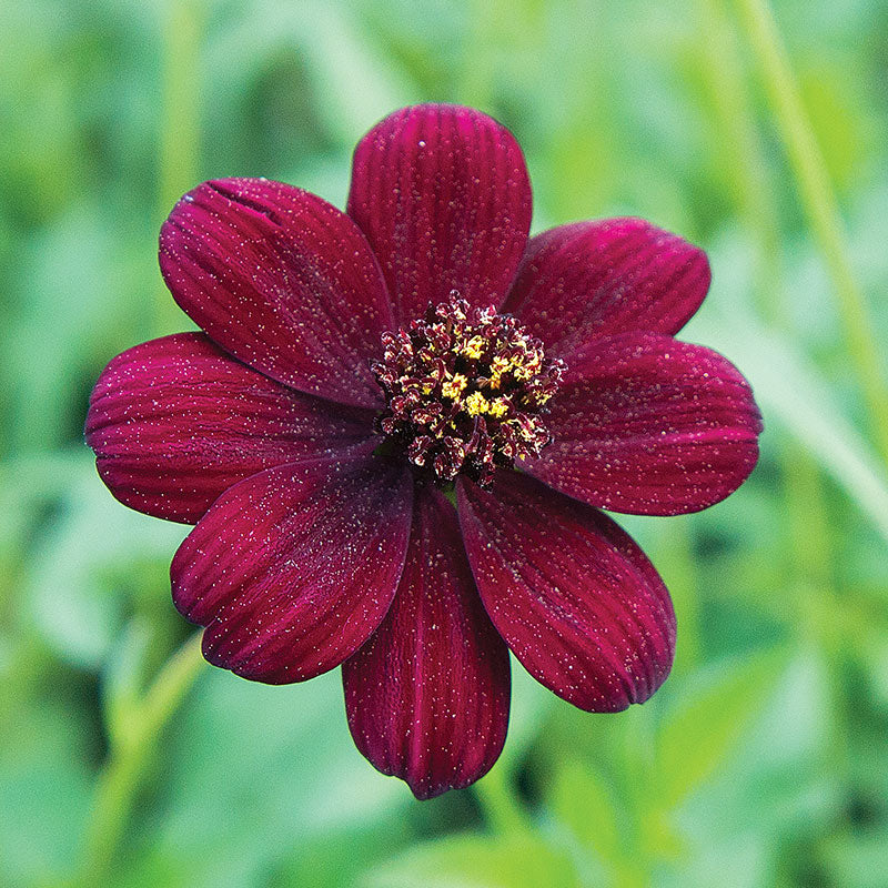 Cosmos 'Chocamocha' - S1 - Image 2