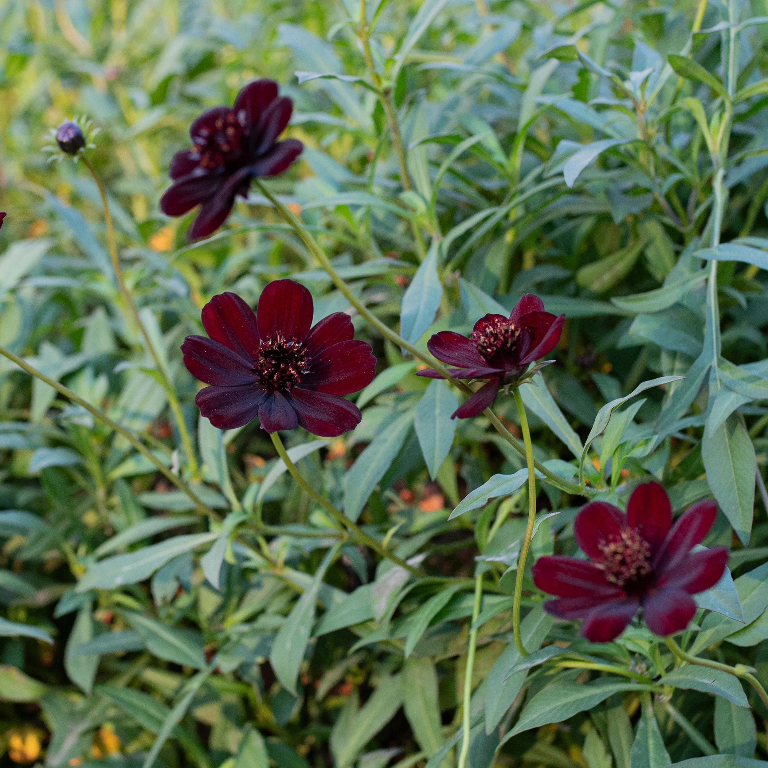 Cosmos 'Chocamocha' - S1 - Image 3