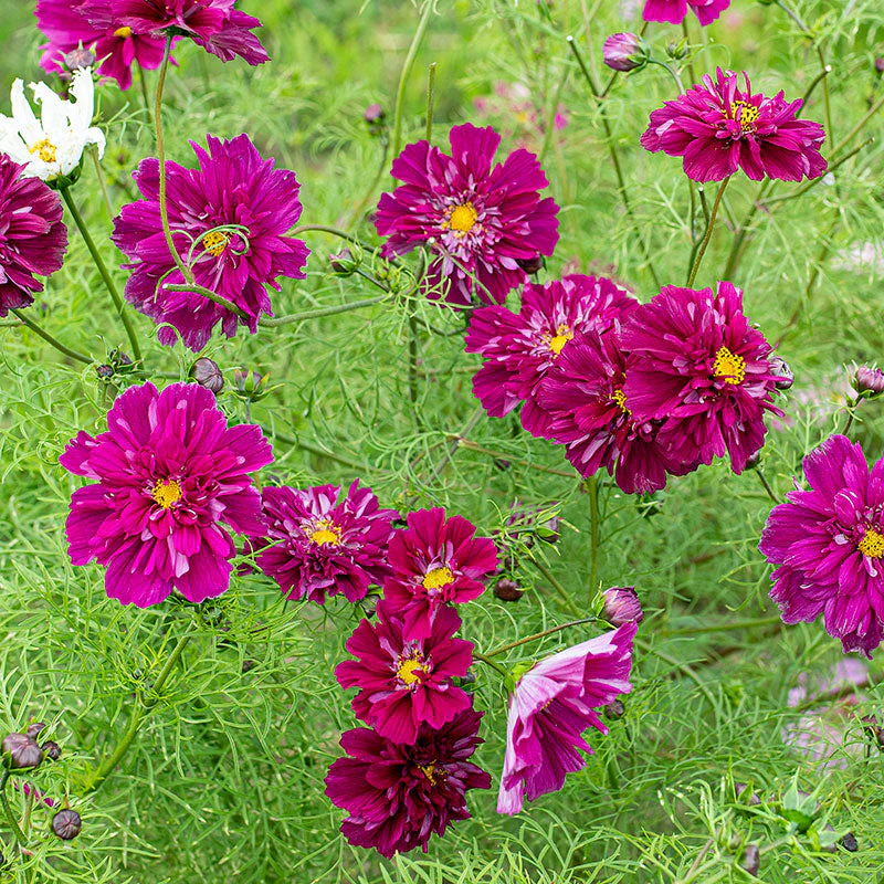 Cosmos 'Cranberries' - Image 2