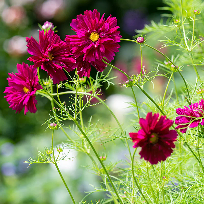 Cosmos 'Cranberries' - Image 3