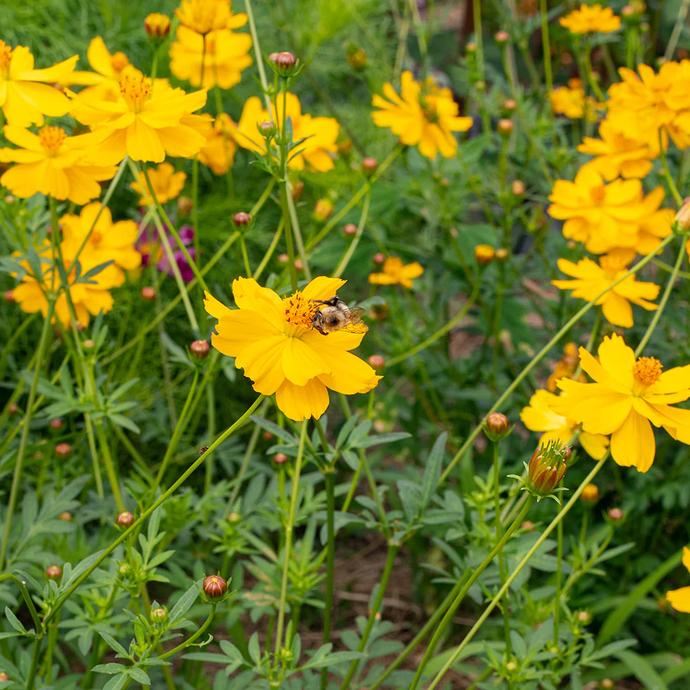 Cosmos 'Crest Lemon' - Image 2