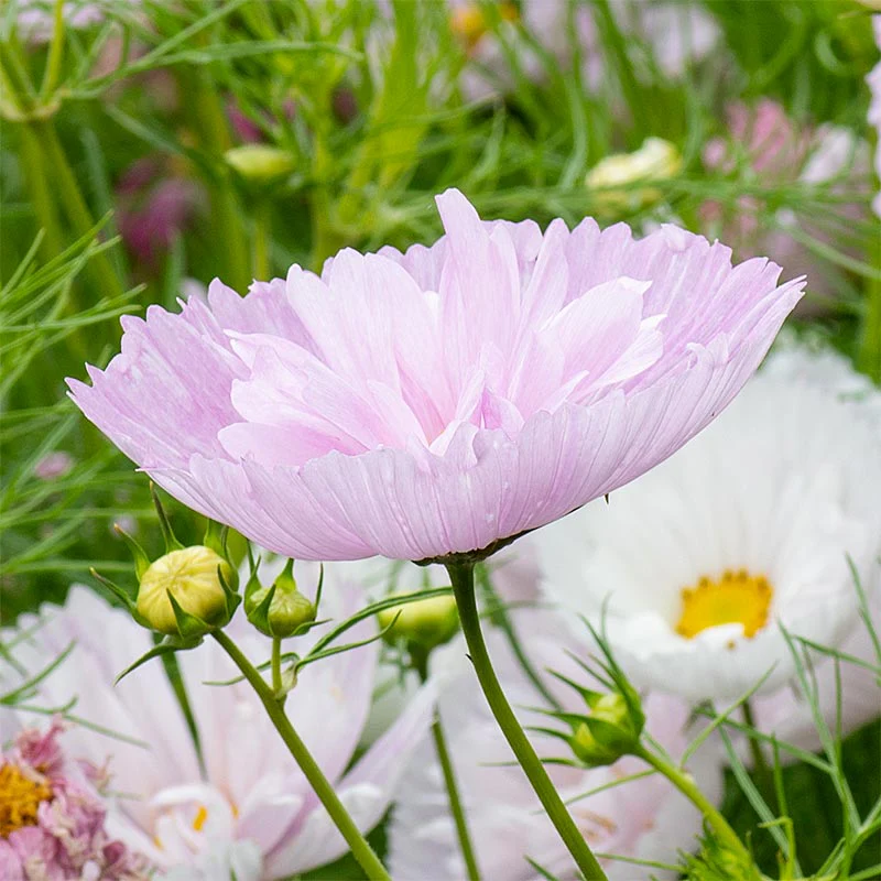 Cosmos 'Cupcakes Blush' - Image 2