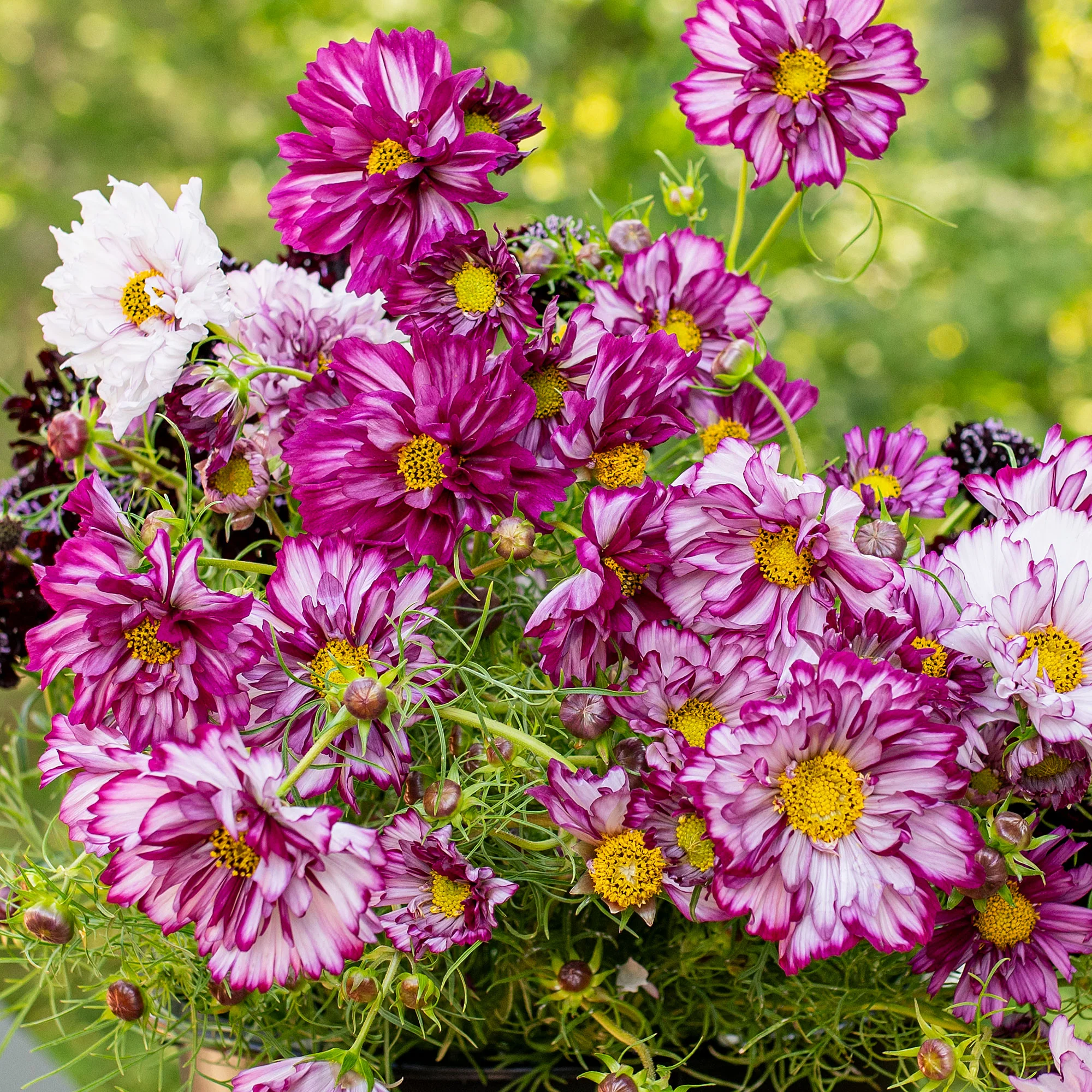 Cosmos 'Double Click Bicolor Violet' - S2 - Image 3