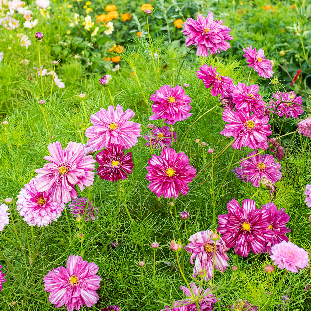 Cosmos 'Double Click Bicolor Violet' - S2 - Image 4