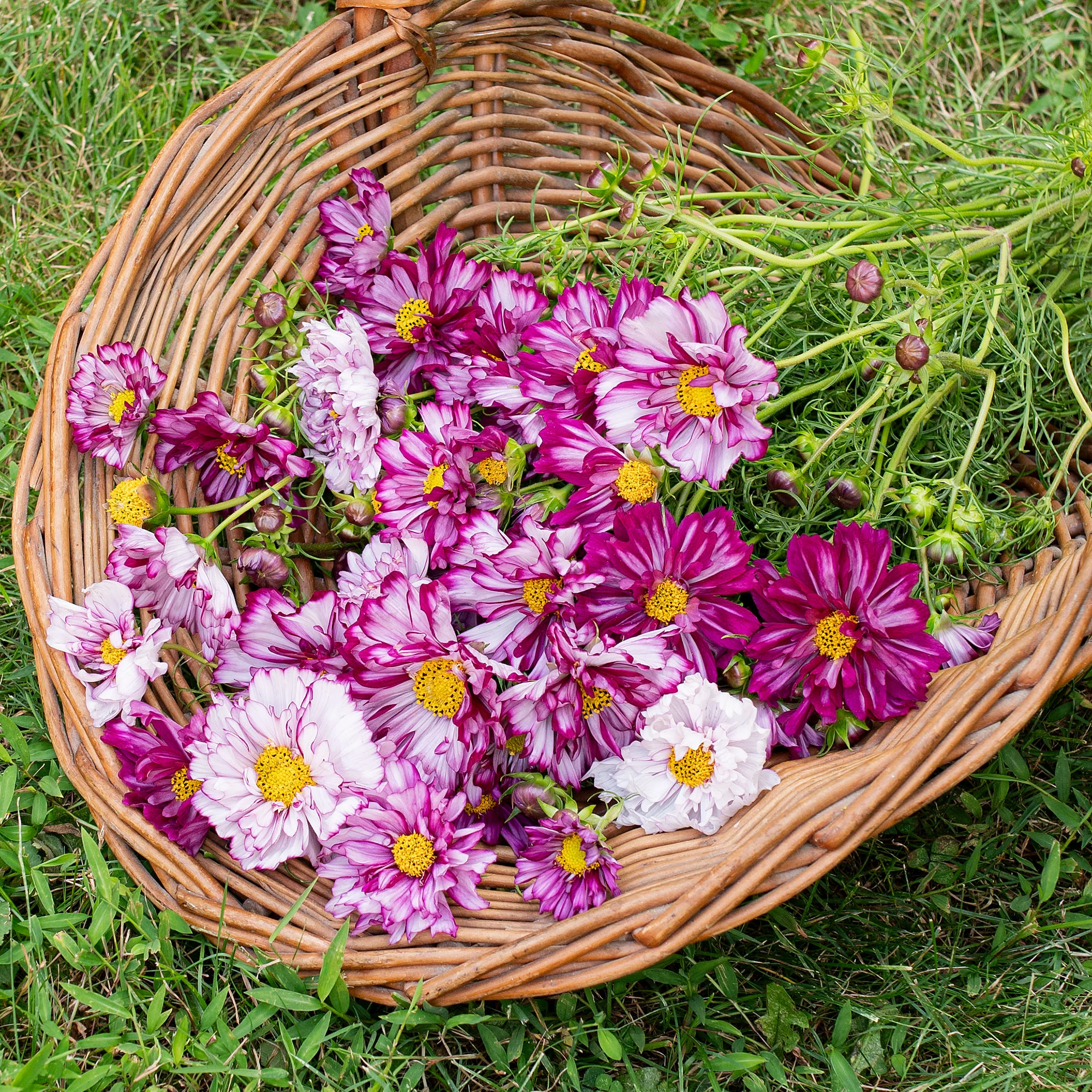 Cosmos 'Double Click Bicolor Violet' - Image 2