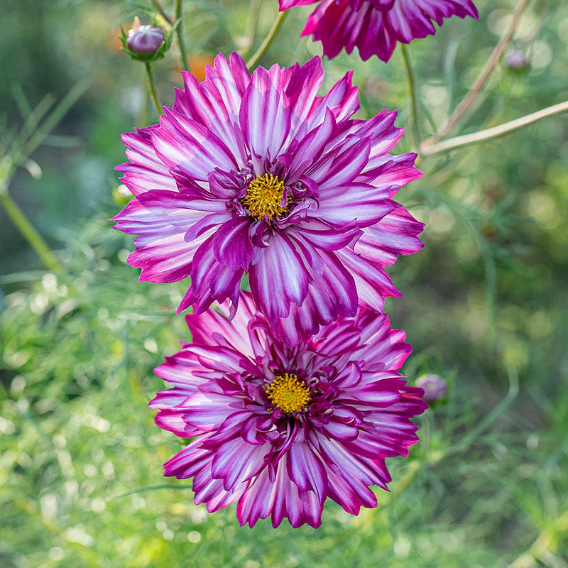 Cosmos 'Double Click Bicolor Violet' - Image 3