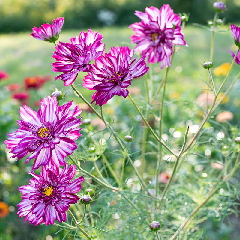 Cosmos 'Double Click Bicolor Violet' - Image 4