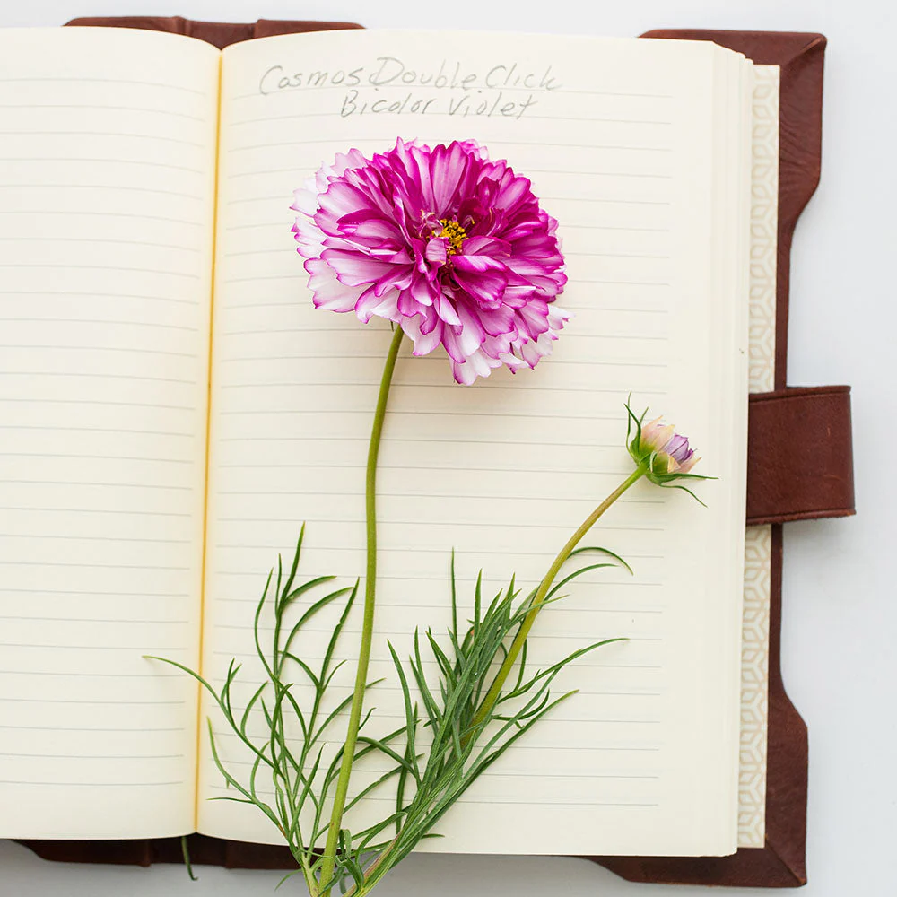 Cosmos 'Double Click Bicolor Violet' - Image 5
