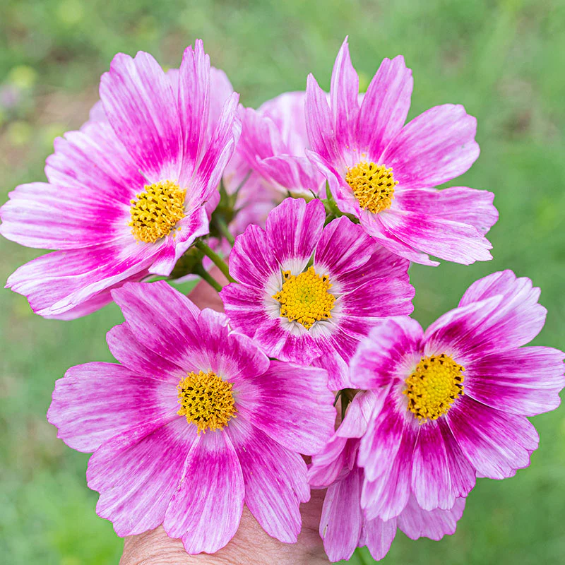Cosmos 'Happy Ring' - Image 2