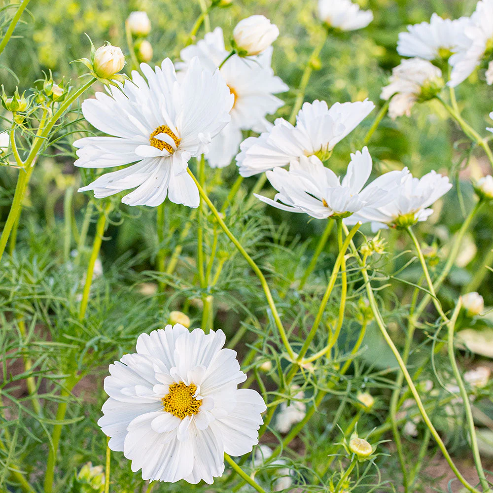 Cosmos 'Psyche White' - Image 2