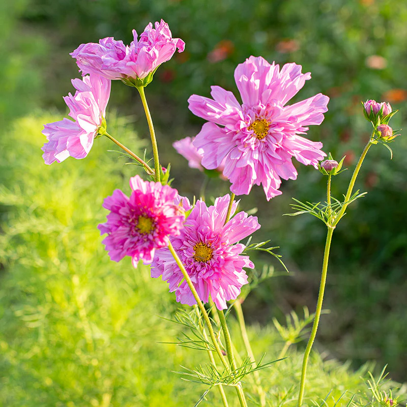 Cosmos 'Rose Bonbon' - Image 2
