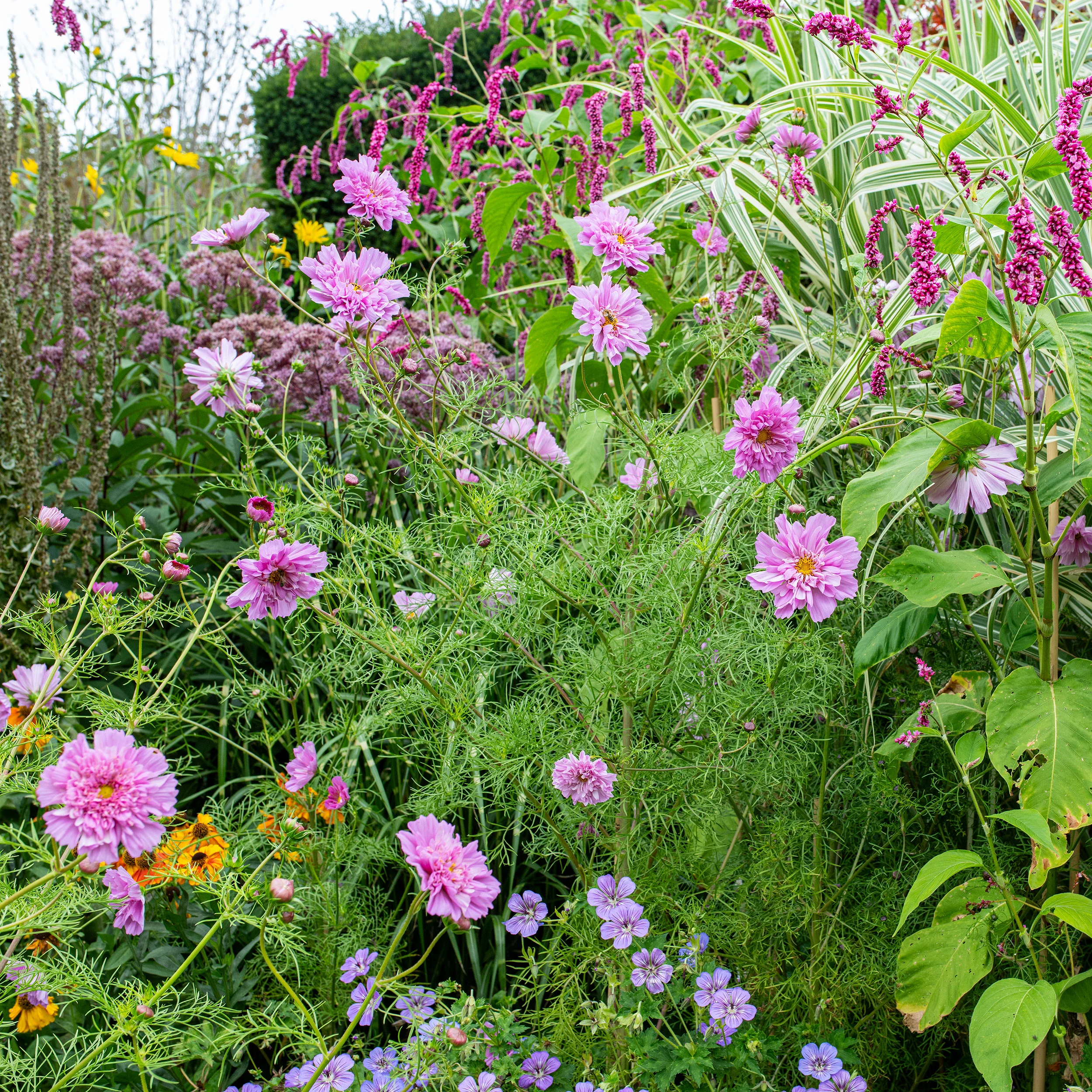 Cosmos 'Rose Bonbon' - Image 3