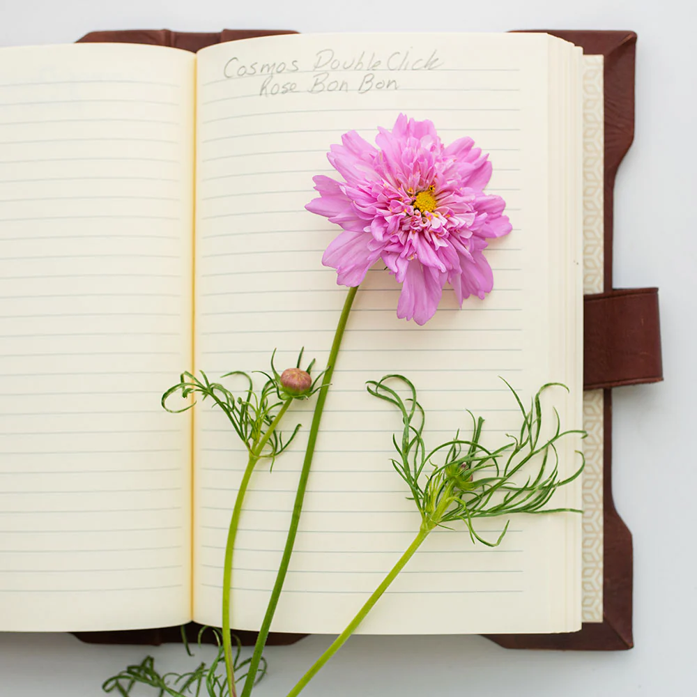 Cosmos 'Rose Bonbon' - Image 4