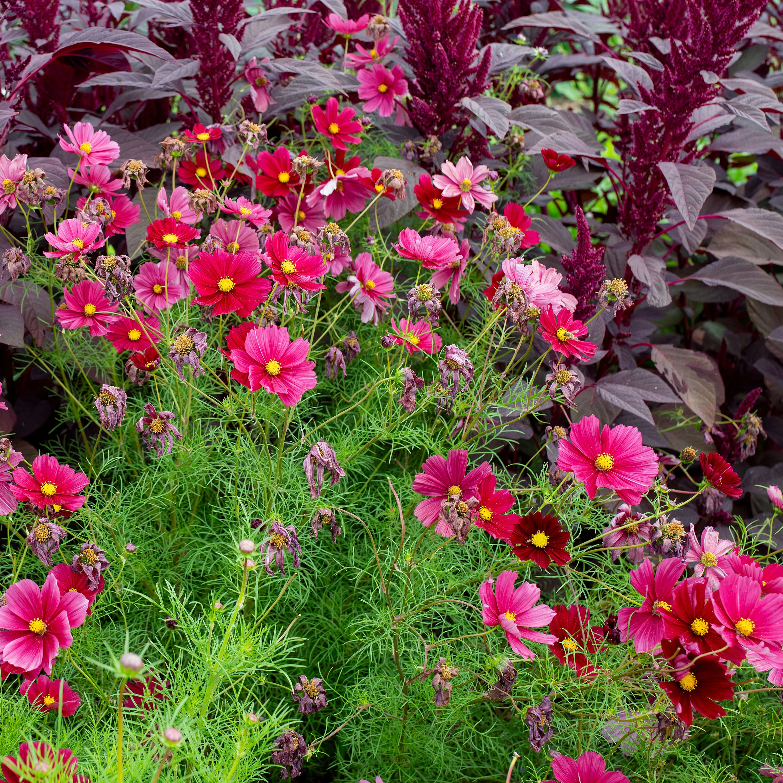 Cosmos 'Rubenza' - Image 2