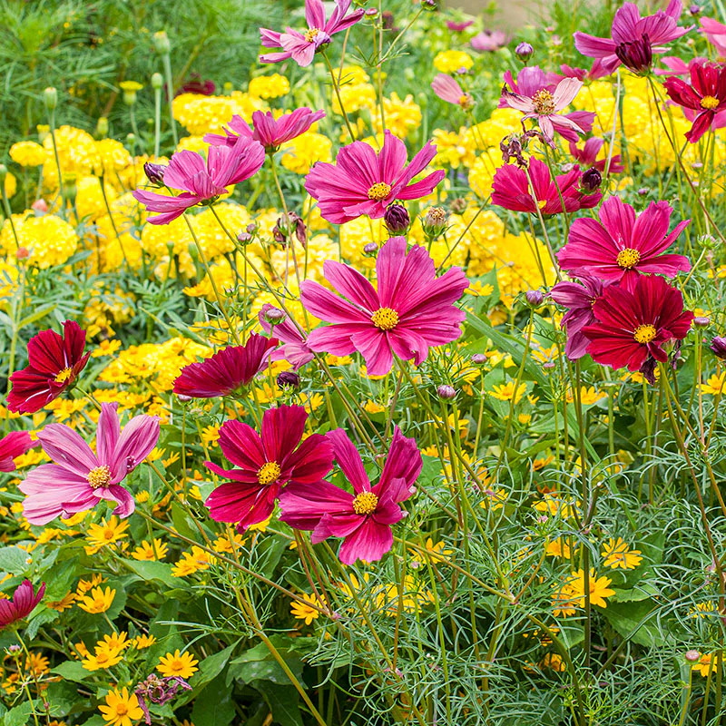 Cosmos 'Rubenza' - Image 3
