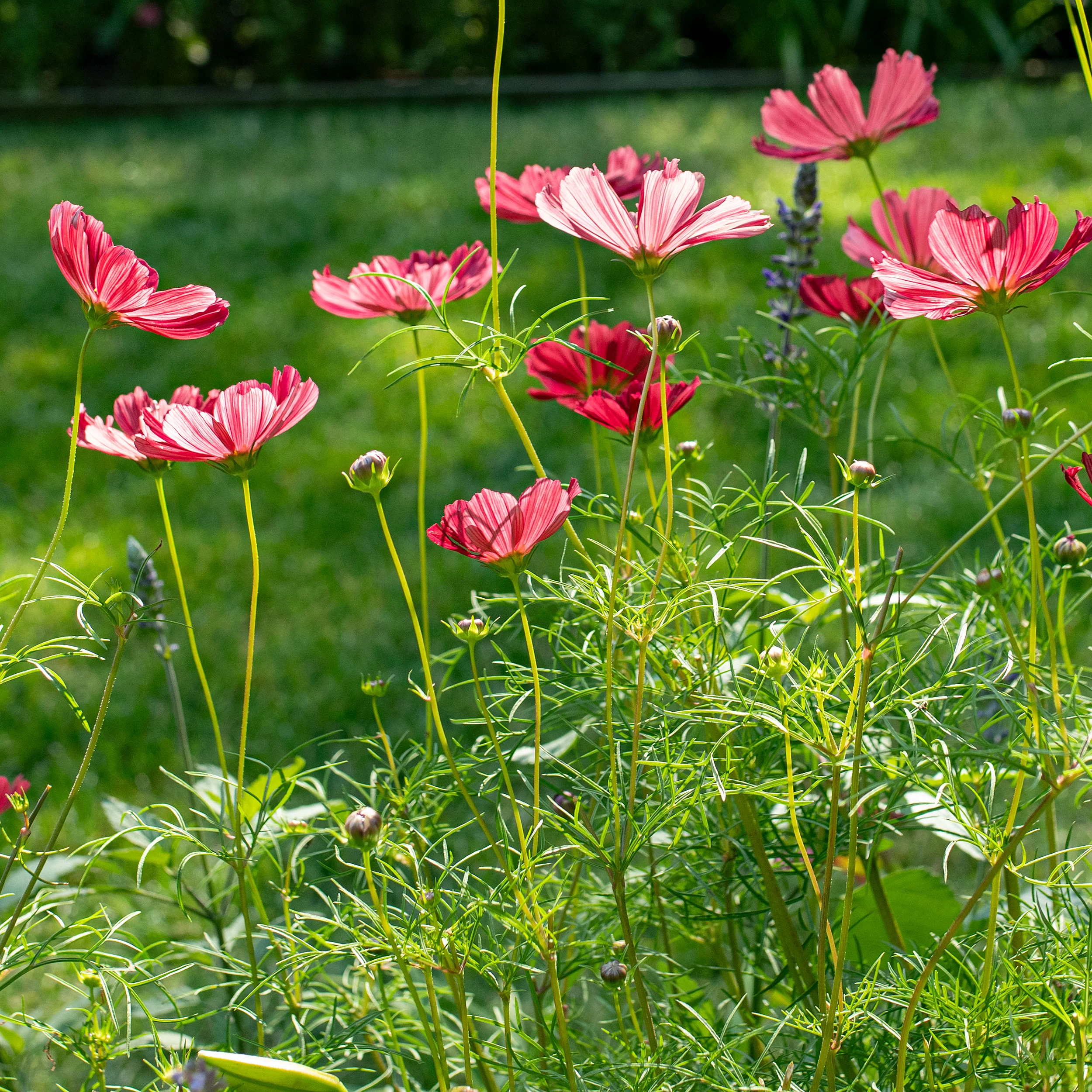 Cosmos 'Rubenza' - Image 4