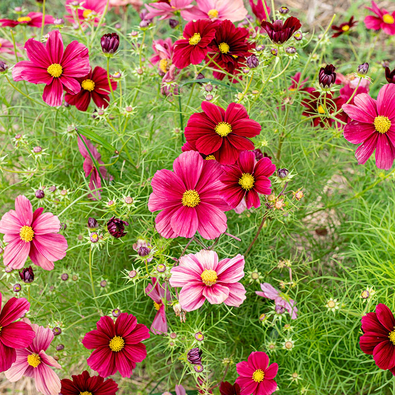 Cosmos 'Rubinato' - Image 2