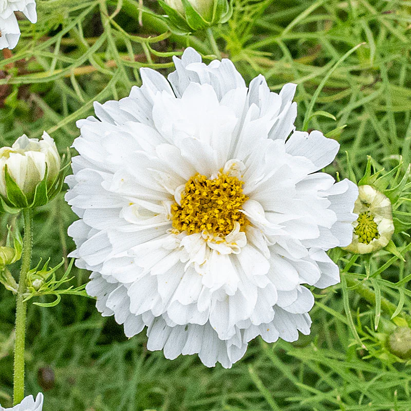 Cosmos 'Snowpuff' - Image 2