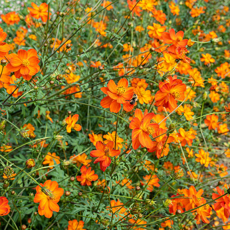 Cosmos 'Sunset Orange' - Image 2