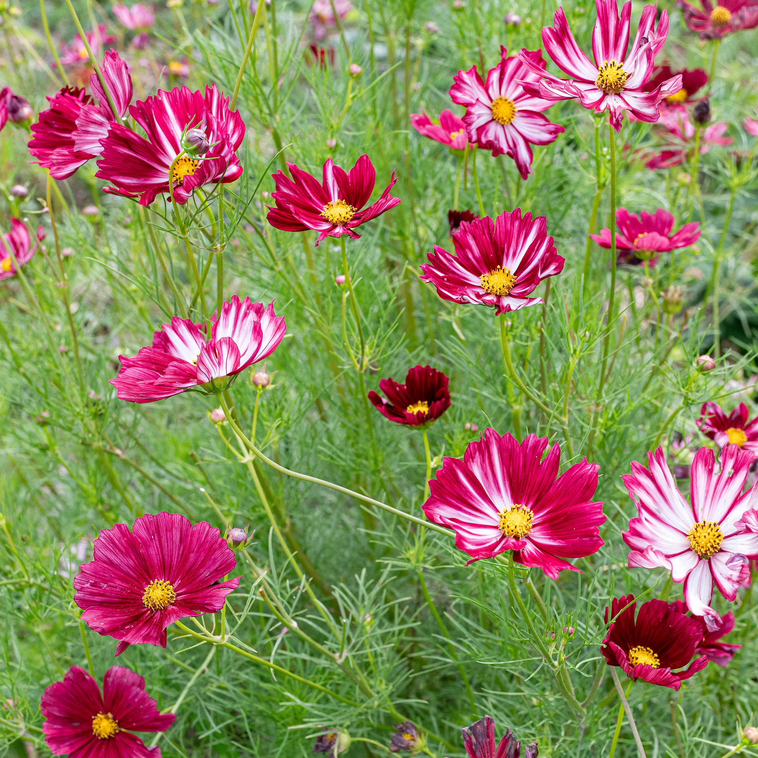 Cosmos 'Velouette' - Image 2