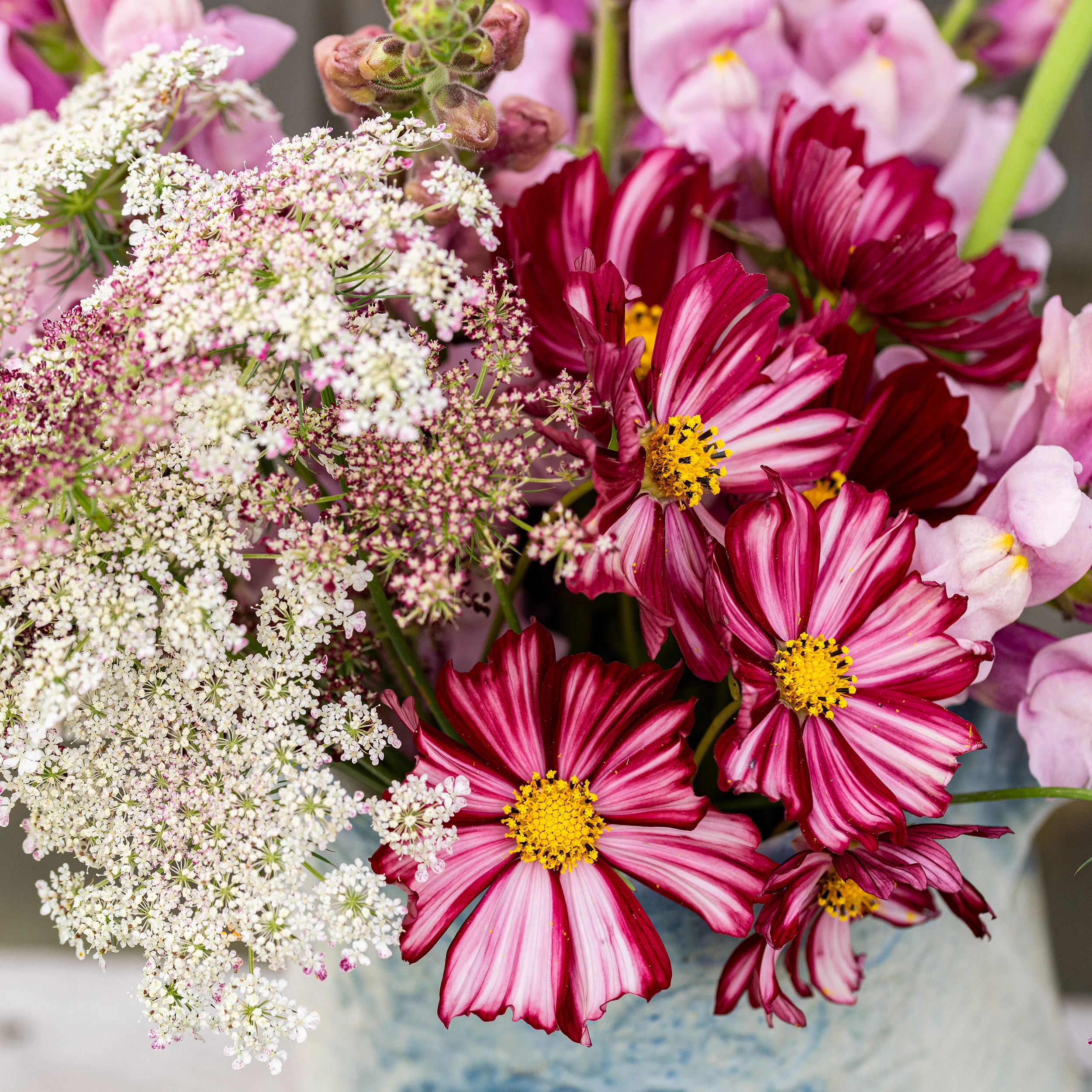 Cosmos 'Velouette' - Image 3