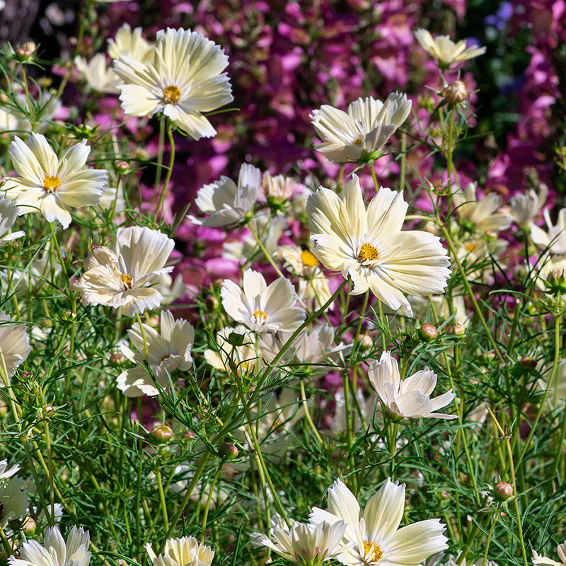 Cosmos 'Xanthos' - Image 2