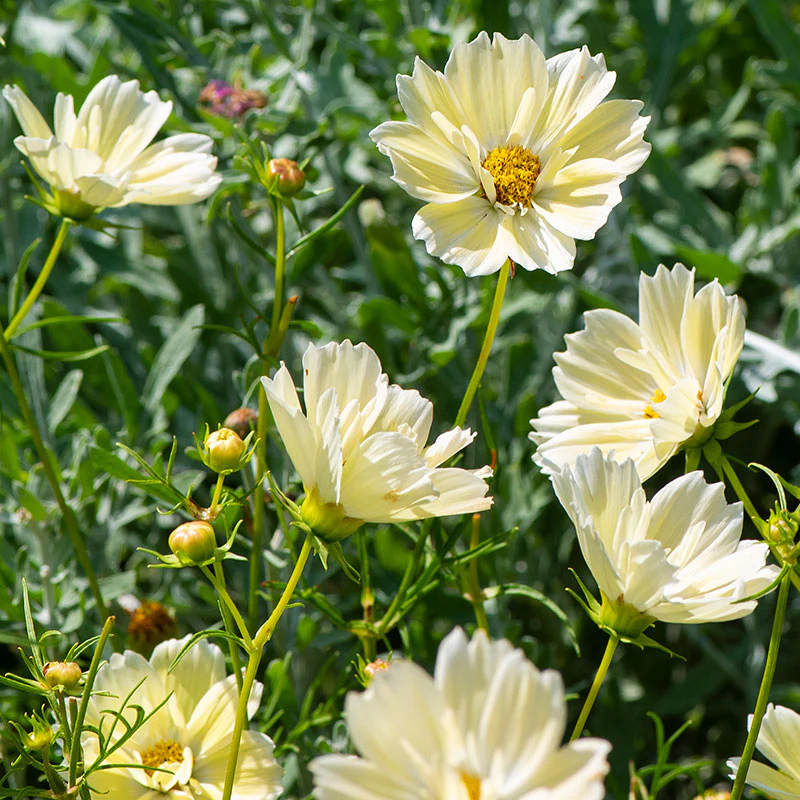 Cosmos 'Xanthos' - Image 3