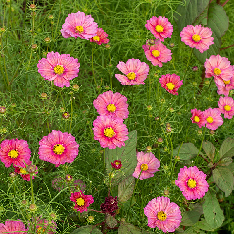 Cosmos 'Xsenia' - Image 2