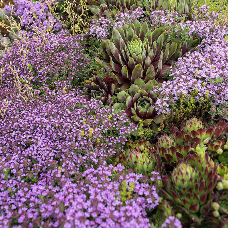 Creeping Thyme 'Magic Carpet' - Image 2