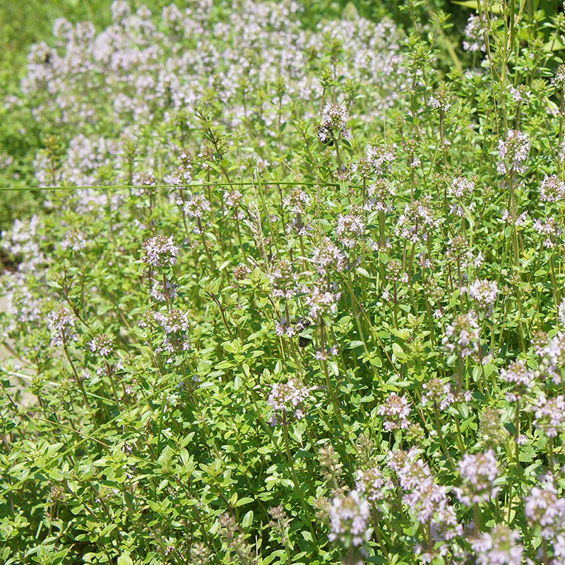 Creeping Thyme - Image 2