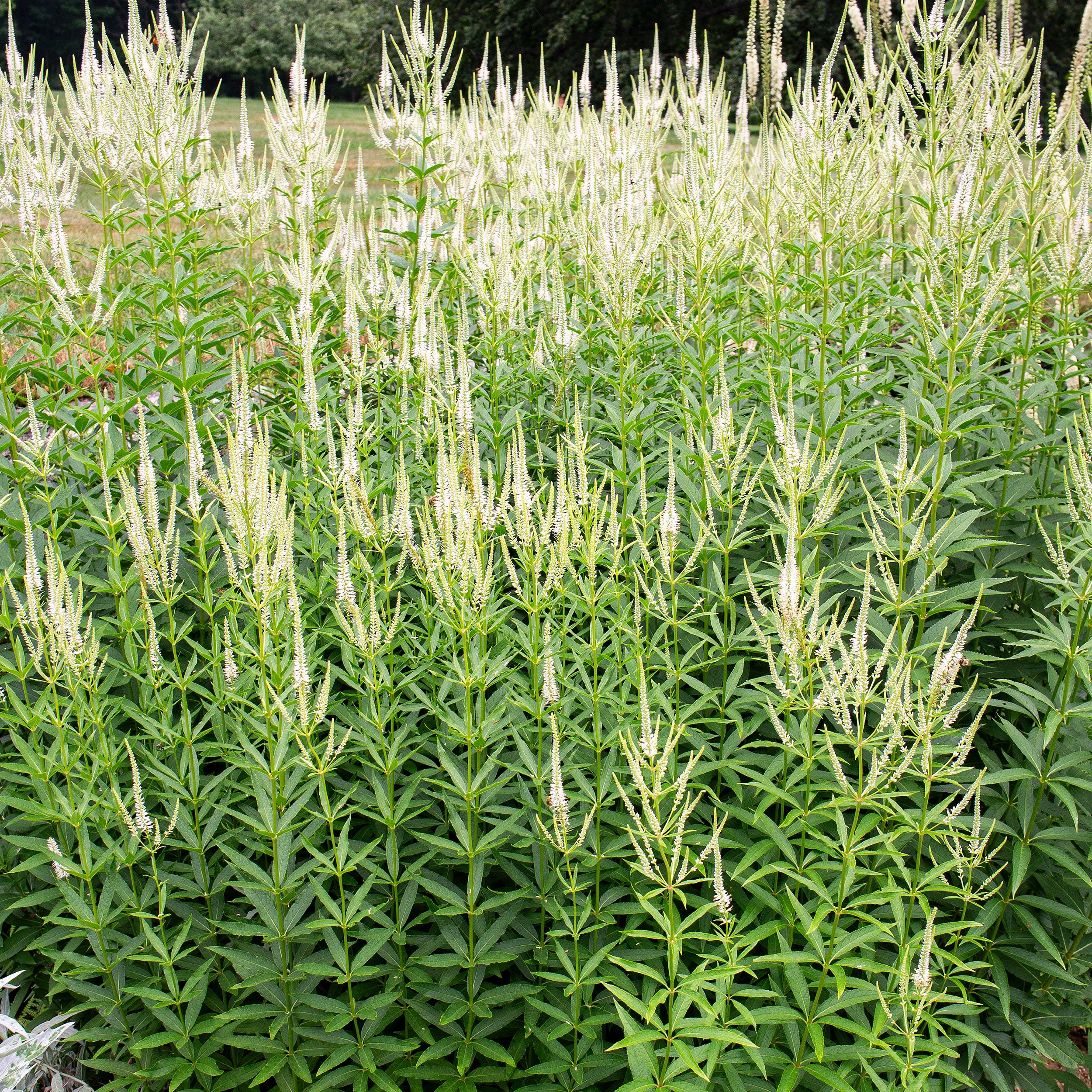 Culver's Root - Image 2