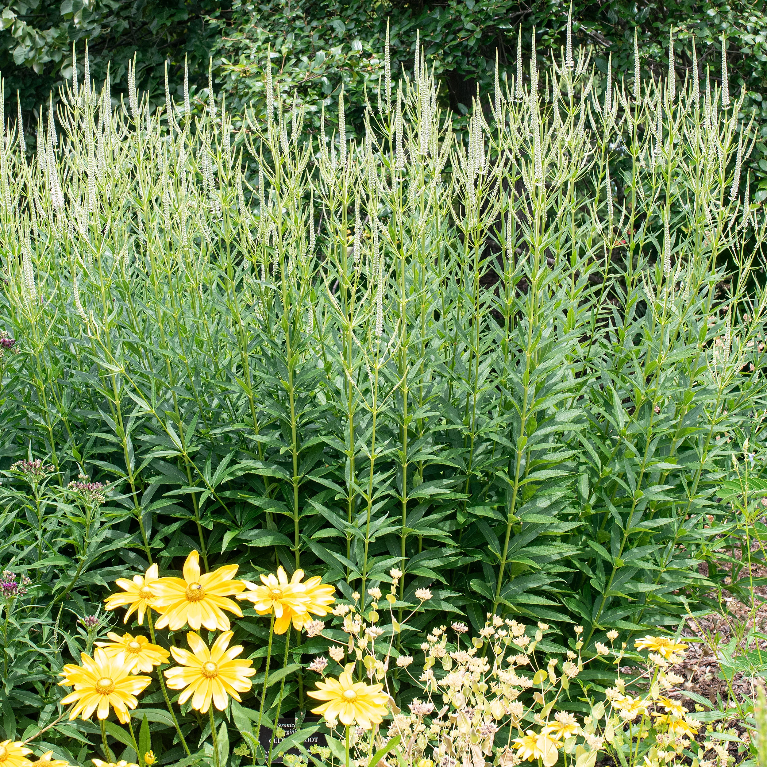 Culver's Root - Image 3